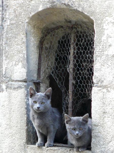 Alley Cats Clamecy France