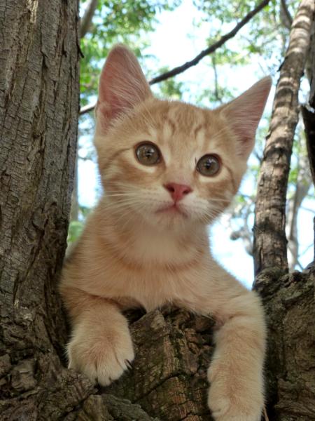 Kitten in a tree