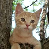 Kitten in a tree