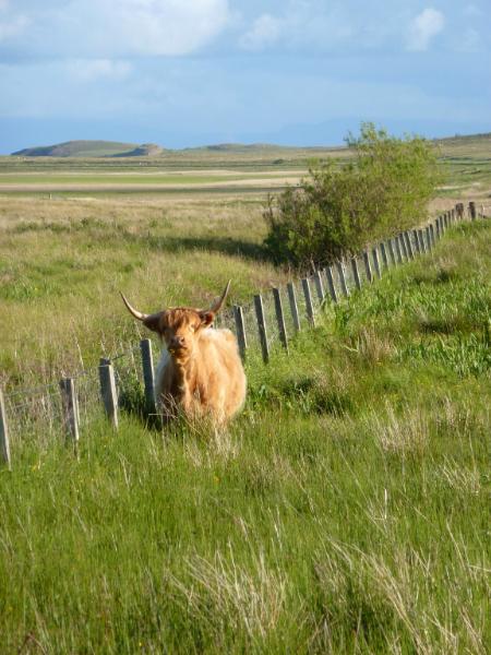 Cow in the paddock Isle of Skye