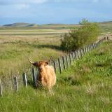 Cow in the paddock Isle of Skye