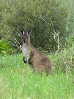 Kangaroo