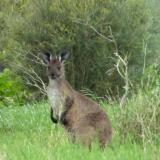 Kangaroo