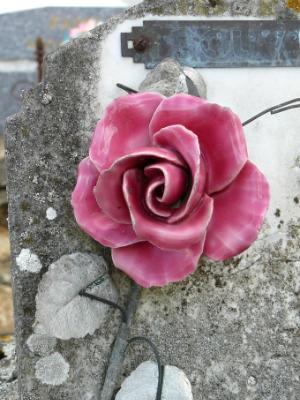 Pink rose at Metz le Comte cemetery