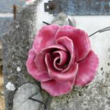 Pink rose at Metz le Comte cemetery
