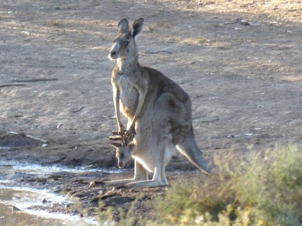 At the watering hole