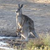 At the watering hole