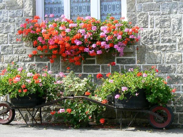 Two Wheelbarrows Brittany