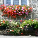 Two Wheelbarrows Brittany