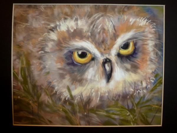 Owl pastel on suede