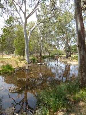 Aussie bush