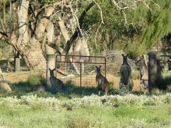 Kangaroos Australia