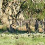 Kangaroos Australia