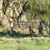 Kangaroos Australia