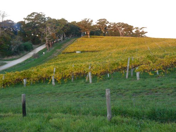 Golden vineyards Australia