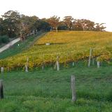 Golden vineyards Australia