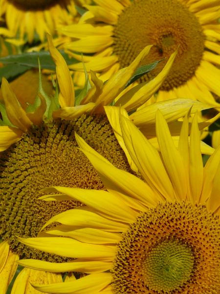 Sunflowers France