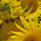 Sunflowers France