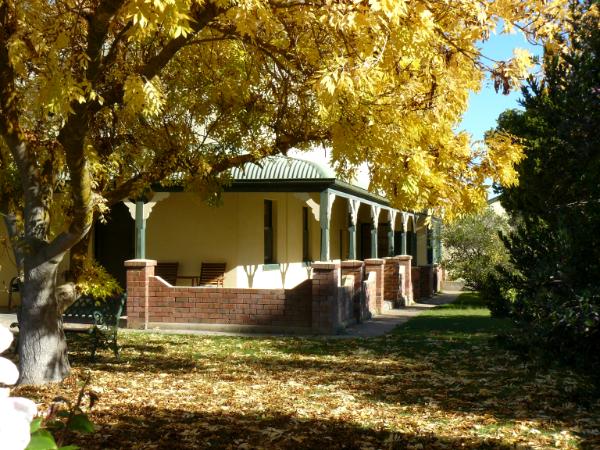 Yellow tree Australia