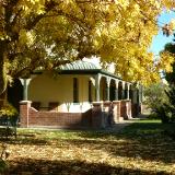 Yellow tree Australia