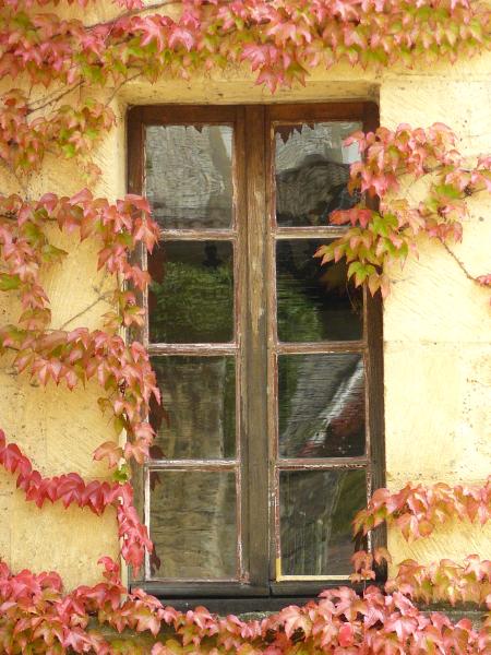 Ivy on window La Roque Gageac France