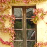Ivy on window La Roque Gageac France