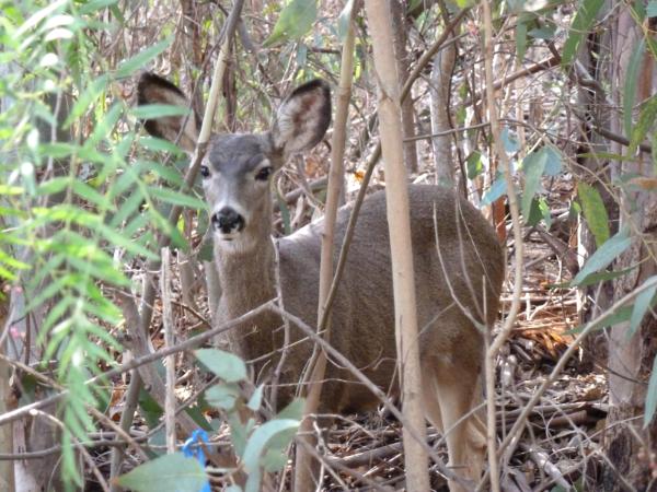 Local wildlife