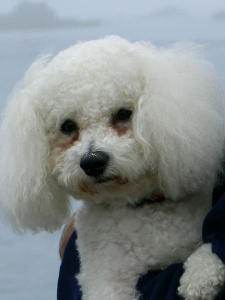 Poodle