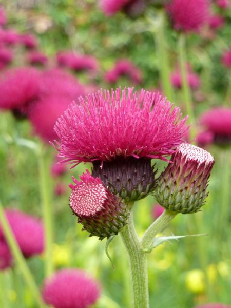 Pink Flower Isle of Skye