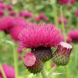 Pink Flower Isle of Skye