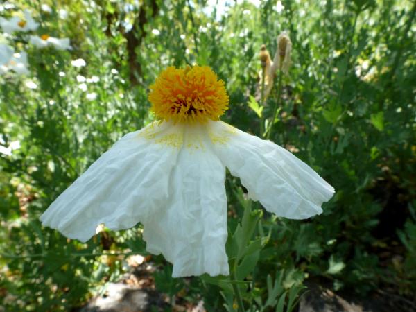 Matilija Poppy