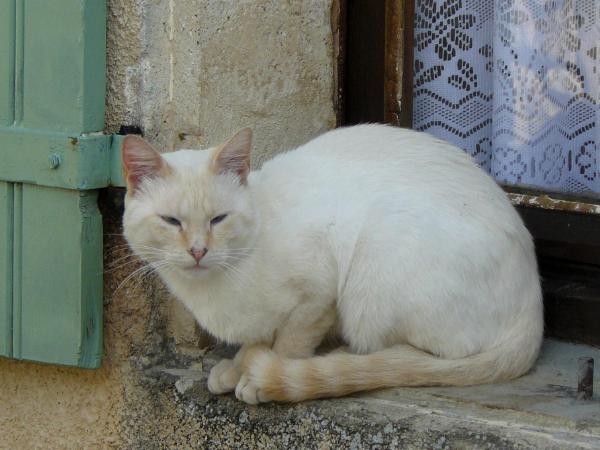 Cat on ledge France