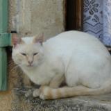 Cat on ledge France