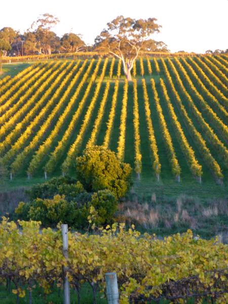 Sunset on vineyards Australia