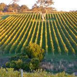 Sunset on vineyards Australia