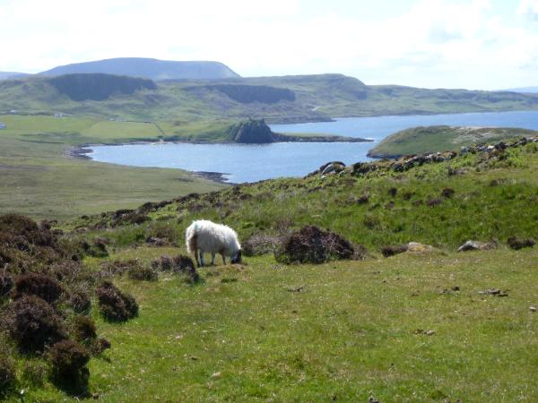 Landscape with Sheep