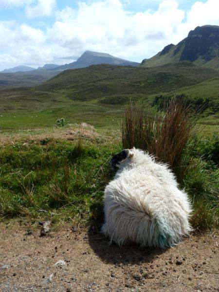 Sheep with a view Isle of Skye