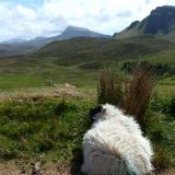 Sheep with a view Isle of Skye