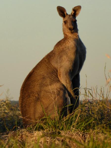 Kangaroo