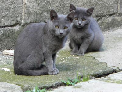 Street cats France