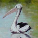 Pelican