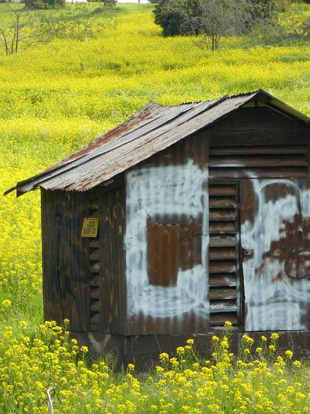 Yellow field with rusty shed