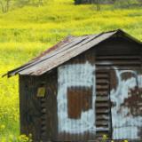 Yellow field with rusty shed