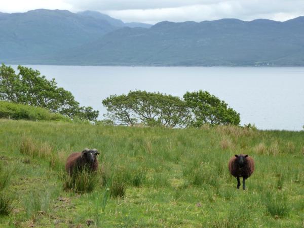 Brown Sheep