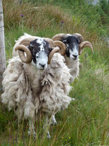 Two Sheep Isle of Skye