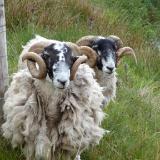Two Sheep Isle of Skye