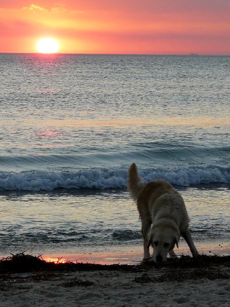 Henley Beach sunset