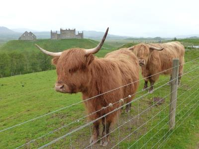 Highland Cattle Scotland