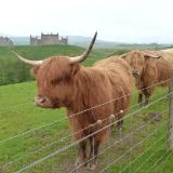 Highland Cattle Scotland