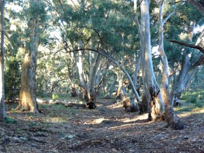 Gum trees Australia